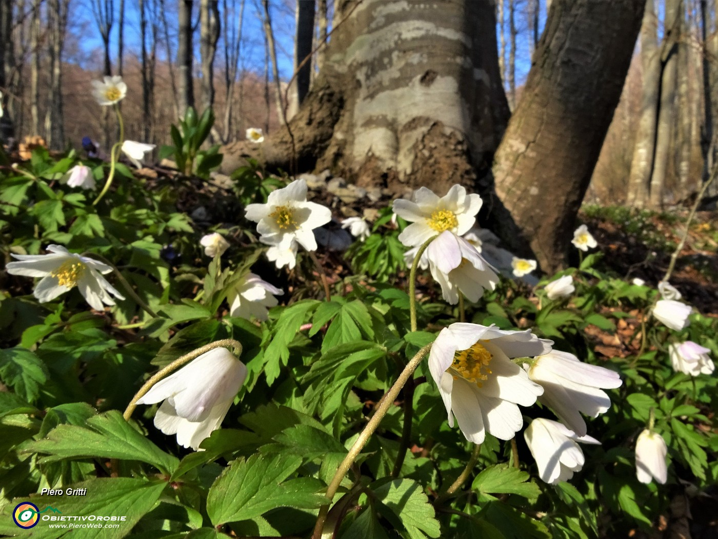 69 Anemone dei boschi (Anemonoides nemorosa) sul sent. 579A rientrando dai Tre Faggi a Fuipiano.JPG